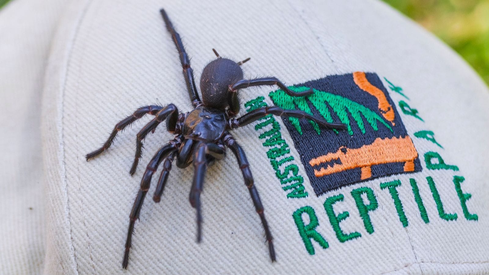 Largest Male Specimen of World's Most Venomous Spider Found in Australia