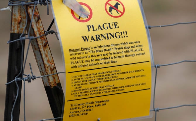 US officials confirm rare human case of bubonic plague