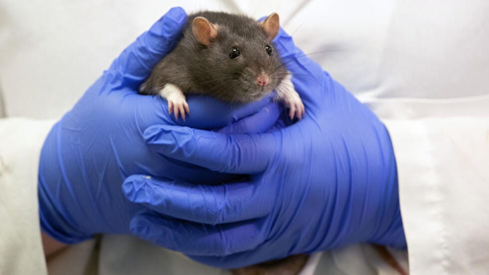 Rats ‘high’ on marijuana evidence at infested police building in US