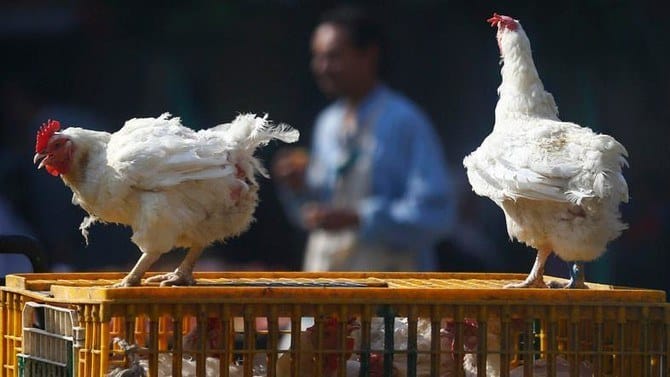 Lack of immunity raises risk of bird flu pandemic, EFSA says