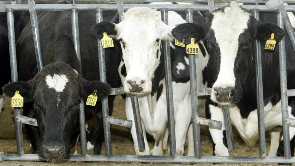 United States reports second human bird flu case linked to dairy cattle