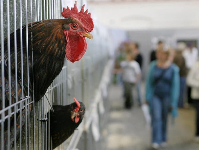 Highly pathogenic bird flu found on fourth poultry farm in Australia