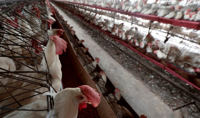 Bird flu spreads to tenth Australian poultry farm