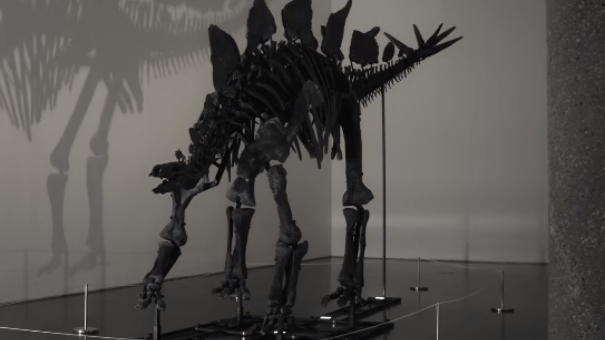 Largest stegosaurus skeleton ever found to fetch millions at New York auction