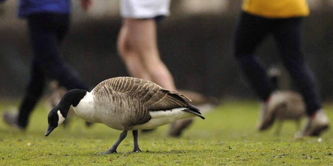 New bird flu outbreak confirmed in UK