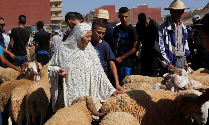 Drought-hit Morocco asks citizens not to slaughter sheep on Eid Al-Adha