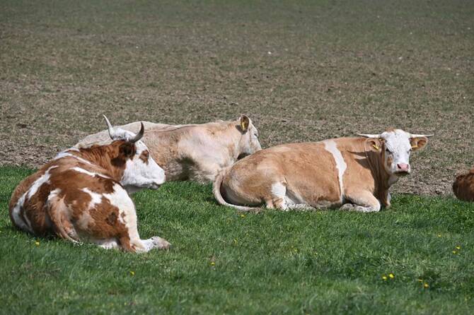Foot-and-mouth disease outbreak in Central Europe leads to animal culls and border closures