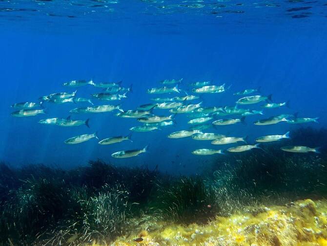 Nations urged to make UN summit a ‘turning point’ for oceans