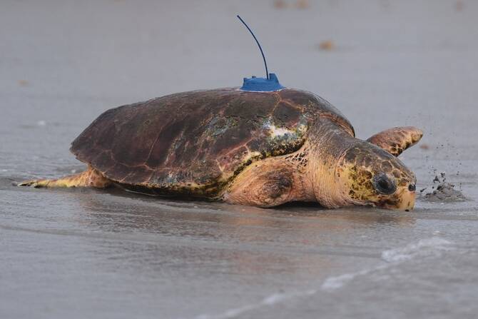 Kenya NGO saves turtles from nets, plastic and rising tides