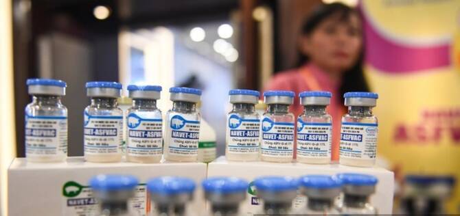 Vietnam facing worsening African swine fever outbreaks