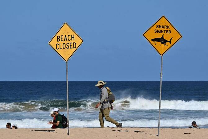 ’Large shark’ kills man off Sydney beach