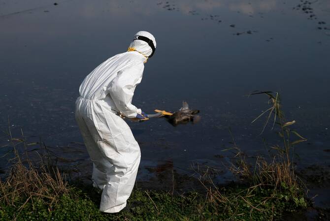 Israel reports bird flu outbreak on farm in north, WOAH says